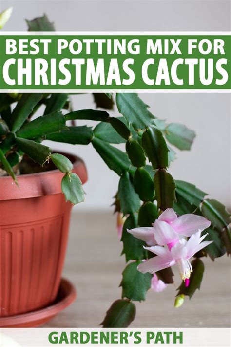 christmas cactus soil mix recipe|Best Soil For Christmas Cactus .